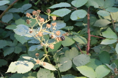 Rubus fruticosus