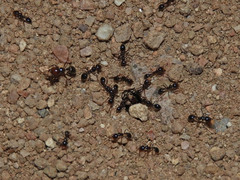 Solenopsis xyloni