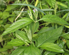Verbena hastata