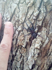 Segestria florentina