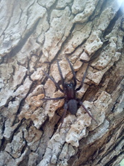 Segestria florentina