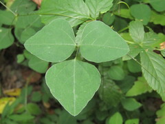 Amphicarpaea bracteata