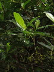 Palicourea lineariflora