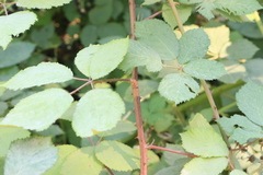 Rubus fruticosus