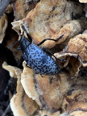 Cypherotylus californicus