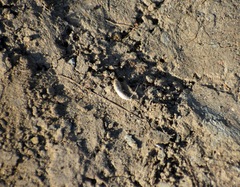 Lepismatidae