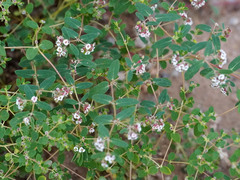 Euphorbia capitellata