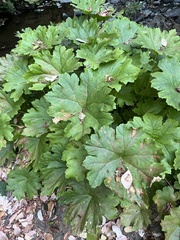 Darmera peltata