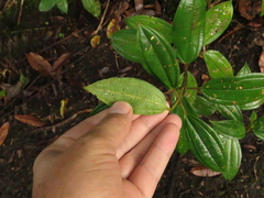 Miconia elaeoides