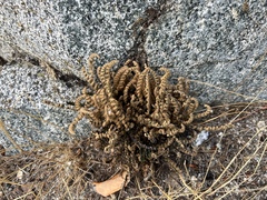 Myriopteris gracillima