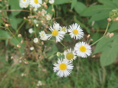 Erigeron strigosus
