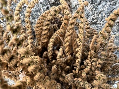 Myriopteris gracillima