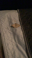 Anticarsia gemmatalis