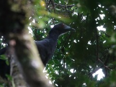 Chamaepetes unicolor