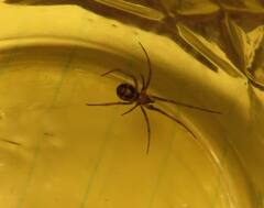 Steatoda grossa