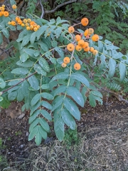 Sorbus aucuparia