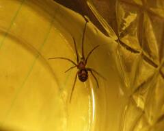 Steatoda grossa