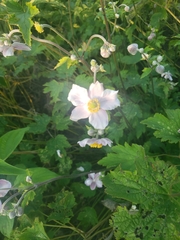 Eriocapitella hupehensis