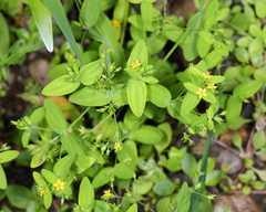 Hypericum mutilum