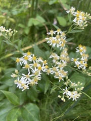 Doellingeria umbellata