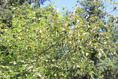 Populus trichocarpa