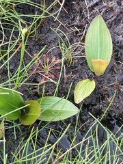 Potamogeton polygonifolius