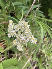Doellingeria umbellata