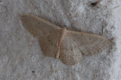 Idaea eugeniata