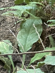 Lysichiton americanus