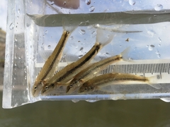 Rhinichthys cataractae