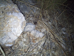 Latrodectus tredecimguttatus