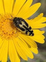 Acmaeodera amplicollis