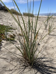 Poaceae