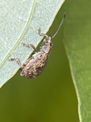 Pseudoedophrys hilleri