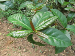 Pereskia aculeata