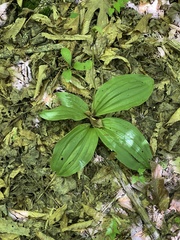 Cypripedium acaule