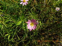 Sabatia kennedyana