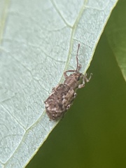Pseudoedophrys hilleri