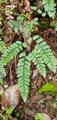 Adiantum cunninghamii