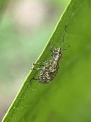 Pseudoedophrys hilleri
