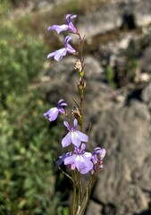 Lobelia kalmii