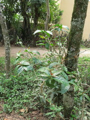 Pereskia aculeata