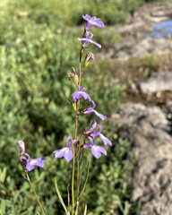 Lobelia kalmii