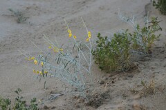 Crotalaria eremaea