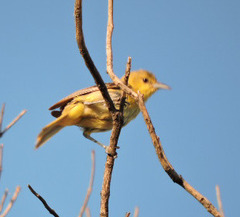 Icterus spurius
