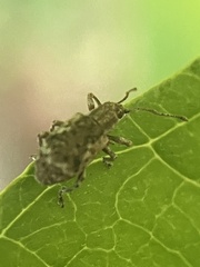 Pseudoedophrys hilleri
