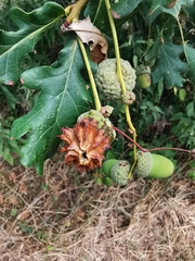 Andricus quercuscalicis