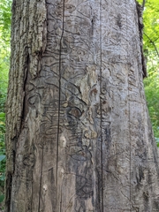 Fraxinus excelsior