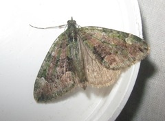 Chloroclysta siterata