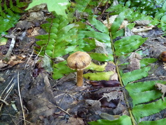 Cortinarius distans